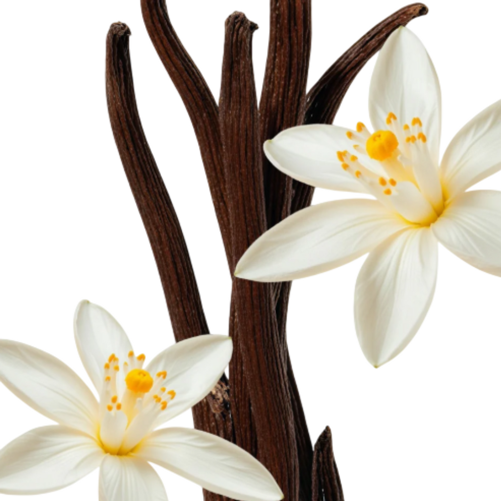 Fragrance Emporium – Parfums de Marly Althair Eau de Parfum fragrance notes highlighted with vanilla pods and white blossoms, representing its gourmand heart.