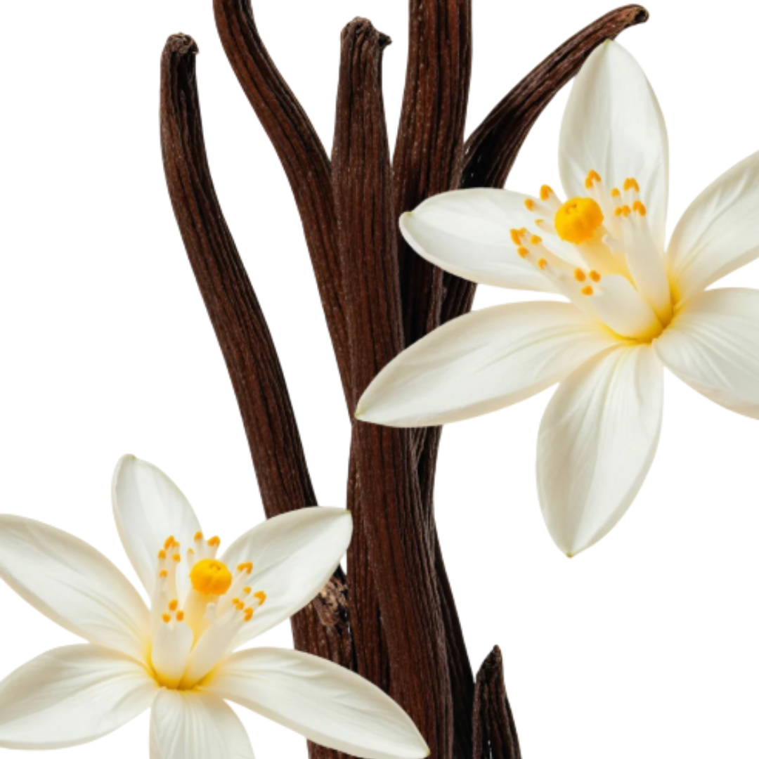 Fragrance Emporium – Parfums de Marly Althair Eau de Parfum fragrance notes highlighted with vanilla pods and white blossoms, representing its gourmand heart.